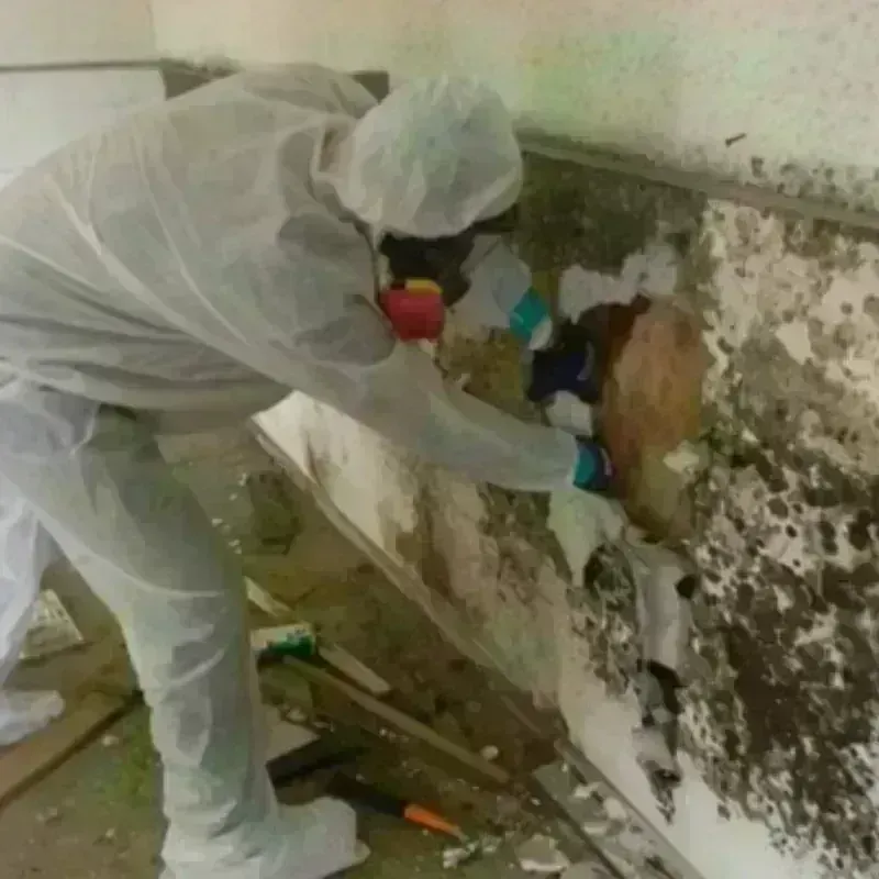 Mold Remediation and Removal in Covington, KY